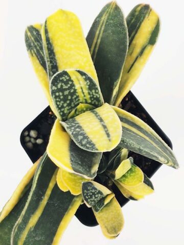 Top Seller Ernesti Rauchi Aurea Marginata Gasteria Plant (aloe-like) - Image 3