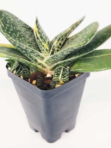 Top Seller Ernesti Rauchi Aurea Marginata Gasteria Plant (aloe-like) - Image 4