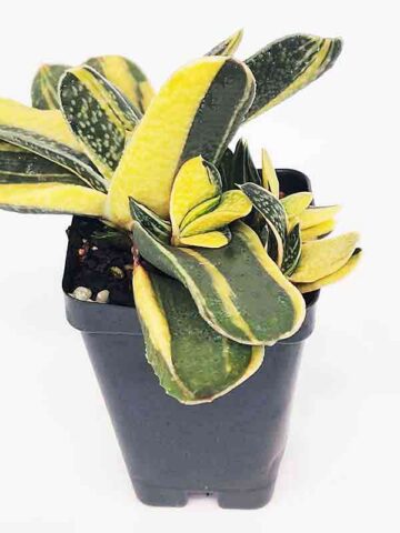 Top Seller Ernesti Rauchi Aurea Marginata Gasteria Plant (aloe-like)