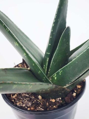Alternative view of Lg. Absolutely Huge Megalodon Gasteria Plant (aloe-like)