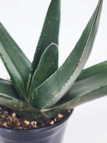 Lg. Absolutely Huge Megalodon Gasteria Plant (aloe-like)