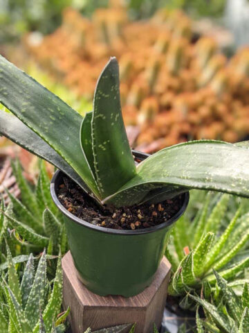 Alternative view of Lg. Absolutely Huge Megalodon Gasteria Plant (aloe-like)