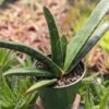 Lg. Absolutely Huge Megalodon Gasteria Plant (aloe-like)