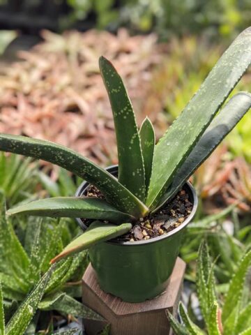 Lg. Absolutely Huge Megalodon Gasteria Plant (aloe-like)
