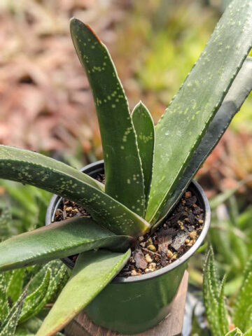 Lg. Absolutely Huge Megalodon Gasteria Plant (aloe-like) - Image 6