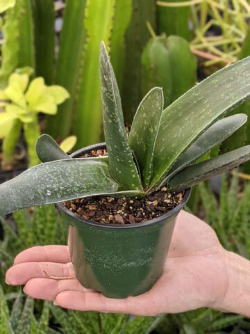 Lg. Absolutely Huge Megalodon Gasteria Plant (aloe-like) - Image 5