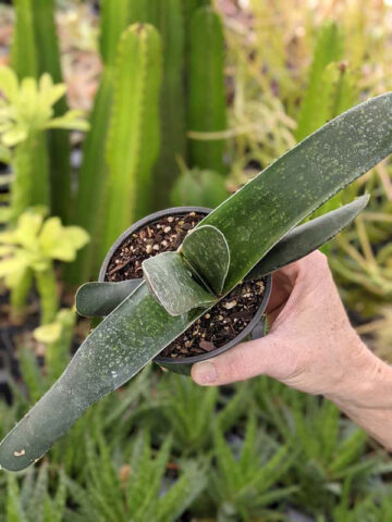 Lg. Absolutely Huge Megalodon Gasteria Plant (aloe-like) - Image 4