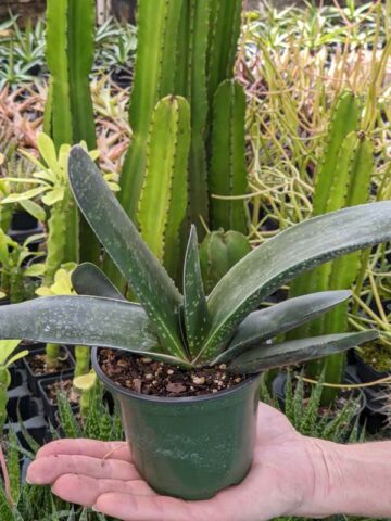 Lg. Absolutely Huge Megalodon Gasteria Plant (aloe-like) - Image 3
