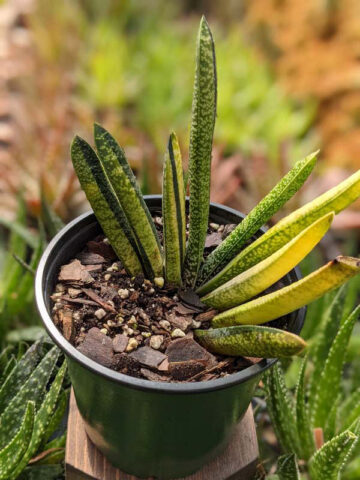 Lg. NEW Rare Excelsa Variegated Gasteria Plant (aloe-like) - Image 5