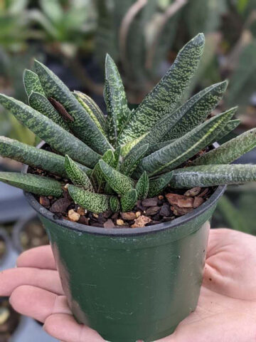 Lg. NEW Rare Excelsa Variegated Gasteria Plant (aloe-like) - Image 2