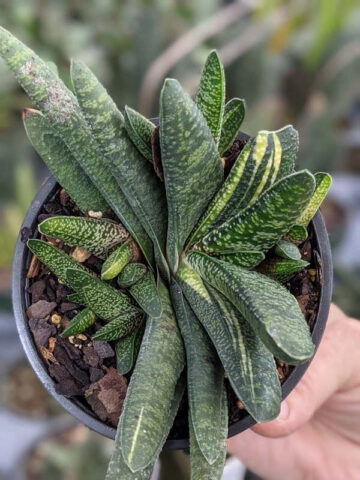 Lg. NEW Rare Excelsa Variegated Gasteria Plant (aloe-like) - Image 3