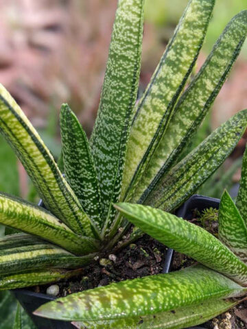 Lg. NEW Rare Excelsa Variegated Gasteria Plant (aloe-like)