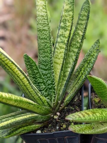 Lg. NEW Rare Excelsa Variegated Gasteria Plant (aloe-like) - Image 4