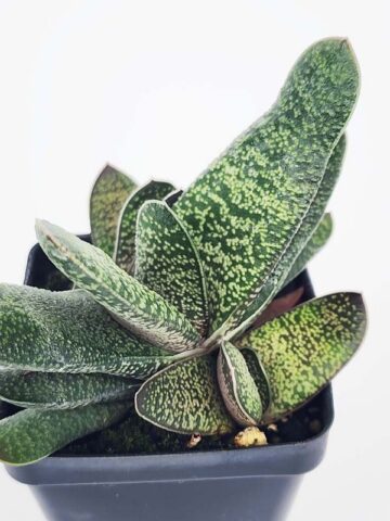 New Limited Excelsa Speckled Gasteria Plant (aloe-like)