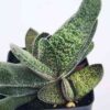New Limited Excelsa Speckled Gasteria Plant (aloe-like)