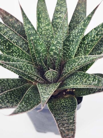 Irresistible Flow Rosette Gasteria Plant (gastrolea) - Image 3