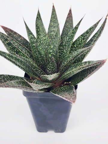 Alternative view of Irresistible Flow Rosette Gasteria Plant (gastrolea)