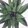 Irresistible Flow Rosette Gasteria Plant (gastrolea)
