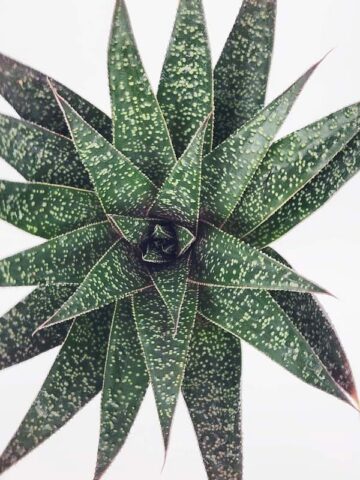 Irresistible Flow Rosette Gasteria Plant (gastrolea)