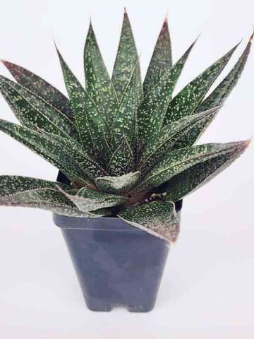 Irresistible Flow Rosette Gasteria Plant (gastrolea) - Image 2