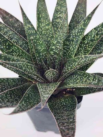 Irresistible Flow Rosette Gasteria Plant (gastrolea) - Image 3