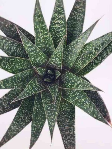Irresistible Flow Rosette Gasteria Plant (gastrolea)