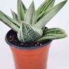 Lg. Must Have Green Ice Gasteria Plant (aloe-like)