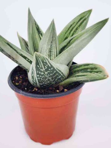 Lg. Must Have Green Ice Gasteria Plant (aloe-like)