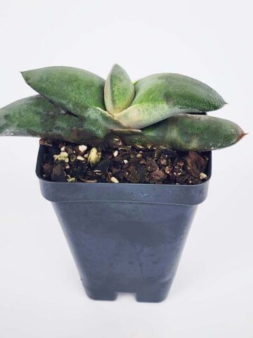 Alternative view of EZ To Grow Glomerata Blue Gasteria Plant (aloe-like)