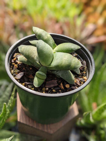 EZ To Grow Glomerata Blue Gasteria Plant (aloe-like)