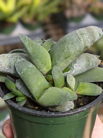 Alternative view of EZ To Grow Glomerata Blue Gasteria Plant (aloe-like)
