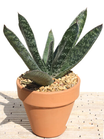Popular Liliputana Gasteria Plant Large Form (aloe-like)