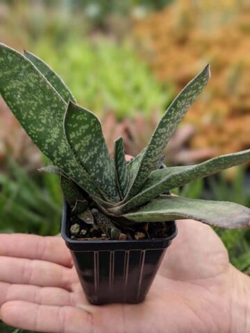 Alternative view of Popular Liliputana Gasteria Plant Large Form (aloe-like)