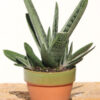 Lg. Knockout Limewarty Gasteria Plant (aloe-like)