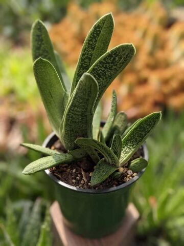 Alternative view of Lg. Knockout Limewarty Gasteria Plant (aloe-like)