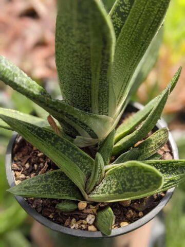 Lg. Knockout Limewarty Gasteria Plant (aloe-like) - Image 3
