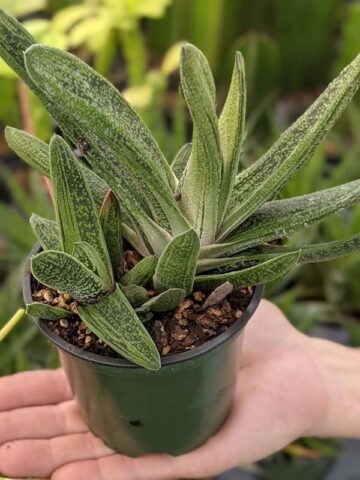 Lg. Knockout Limewarty Gasteria Plant (aloe-like) - Image 4