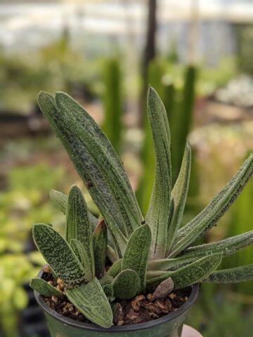 Lg. Knockout Limewarty Gasteria Plant (aloe-like) - Image 5