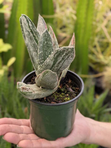 Ornamental Marmorata Silver Variegated Gasteria Plant (aloe-like)