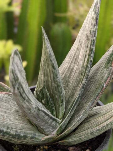 Alternative view of Ornamental Marmorata Silver Variegated Gasteria Plant (aloe-like)