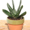Lg. Dark Form Nigricans Gasteria Plant (aloe-like)