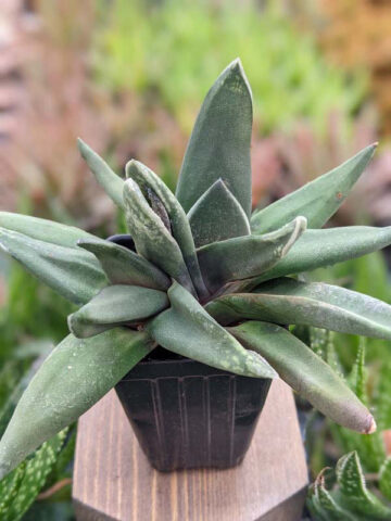 Alternative view of Dark Form Nigricans Gasteria Plant (aloe-like)