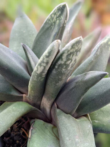 Dark Form Nigricans Gasteria Plant (aloe-like) - Image 3