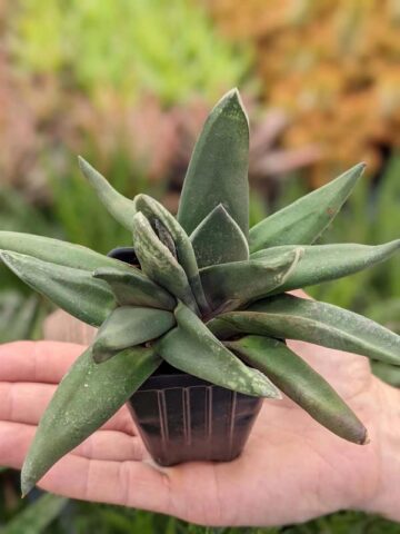 Dark Form Nigricans Gasteria Plant (aloe-like) - Image 4