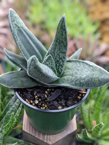 Lg. Dark Form Nigricans Gasteria Plant (aloe-like)