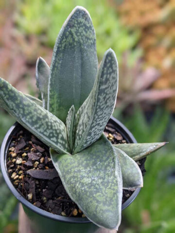Alternative view of Lg. Dark Form Nigricans Gasteria Plant (aloe-like)