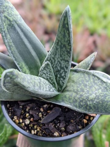 Lg. Dark Form Nigricans Gasteria Plant (aloe-like) - Image 3