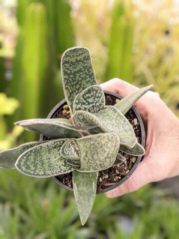 Lg. Dark Form Nigricans Gasteria Plant (aloe-like) - Image 5