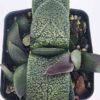 Vibrant Nitida Modesta Gasteria Plant (aloe-like)
