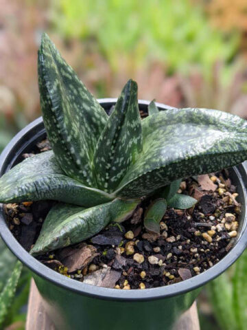 Alternative view of Vibrant Nitida Modesta Gasteria Plant (aloe-like)